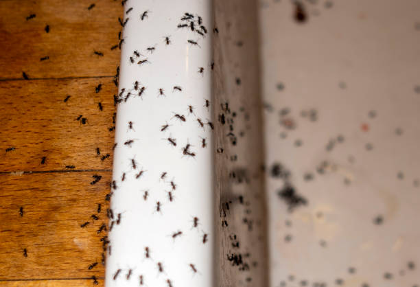 Reliable Mountain View, NC Pest Control Solutions