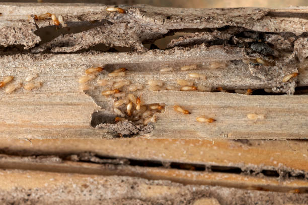 Best Affordable Pest Control Services  in Mountain View, NC