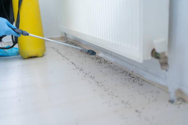 Best Wasp Removal Services  in Mountain View, NC