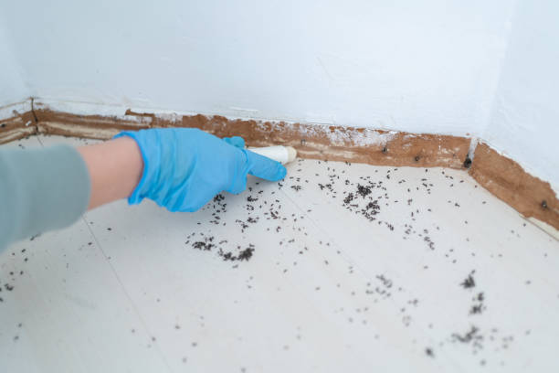 Best Insect Control  in Mountain View, NC